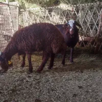 بره ماده ژن دار