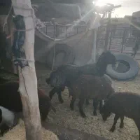 قوچ سیاه