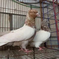 کبوتر پرنده سرای امیدیان