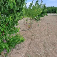 فروش چهار سهام طرح یک هوره گاستارا|فروش دفتر صنعتی، کشاورزی، تجاری|زاینده رود, |دیوار