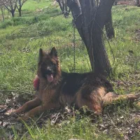 سگ ژرمن،اصالت دار