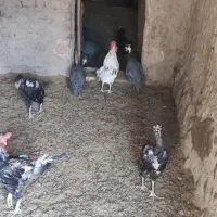 12عددمرغ وخروس شاخدار،لاری،گلین،