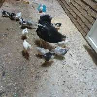 جوجه گلین