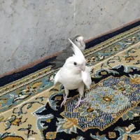عروس آلبینو طوطی برزیلی