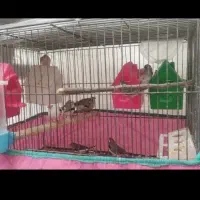 فنچ مولد کارداده