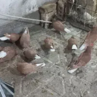 کفتر|پرنده|مشهد, شیرحصار|دیوار