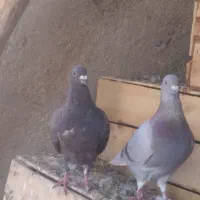 درجه یک|پرنده|جنت, |دیوار