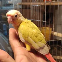 پرنده سرای امازون