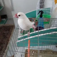 فنچ|پرنده|کرمان, |دیوار