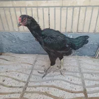 مرغ لاری