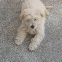 سگ شیتزو باهوش|سگ|قم, زنبیل آباد|دیوار