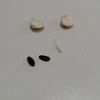 مهره اصل