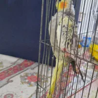 یک جفت عروس هلندی|پرنده|ماهیدشت, |دیوار