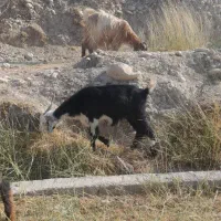 تیه بز|حیوانات مزرعه|باغ ملک, |دیوار