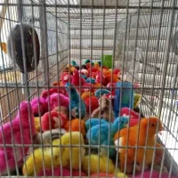 جوجه|پرنده|چهارباغ, |دیوار