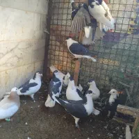 فروش ۱۲ عدد کفتر پرشی