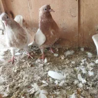 جوجه کفتر کله زرد|پرنده|رباطکریم, رباطکریم|دیوار