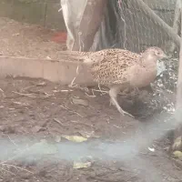 مرغ حیوانات مزرعه