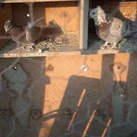 ۷ عدد کفتر|پرنده|کهریزک, |دیوار