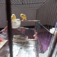 یه جفت قناری