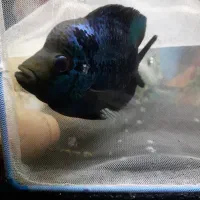 ماهی فلاور|ماهی|تبریز, |دیوار