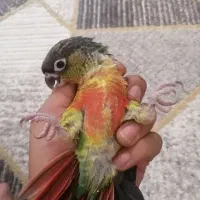جوجه گرینچیک رام دستی