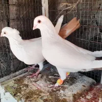 کبوتر دم زرد ، کبوتر دم سرخ ، کبوتر دم کِرِم|پرنده|مشهد, شهرک ابوذر|دیوار