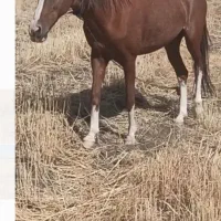 مادیان 5ساله