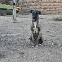 واگذاری سگ سرابی|سگ|ری, علایین|دیوار