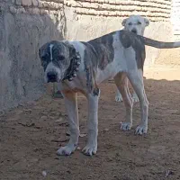 توله ماده 9ماهه