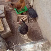 مرغ تخمگذار