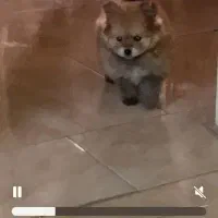 توله پامرانین|سگ|شاهینشهر, خانه کارگر|دیوار