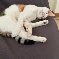 گربه ی ماده یکساله|گربه|رشت, گلسار|دیوار