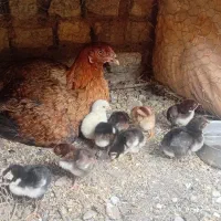 مرغ با 16 جوجه لاری