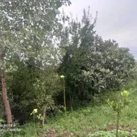 فروش-ویژه-زمین-باغی300-متر-شیرگاه