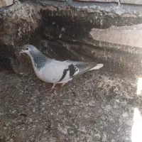 پرشی معاوضه|حیوانات|تربتحیدریه, بهشت عسکری|دیوار