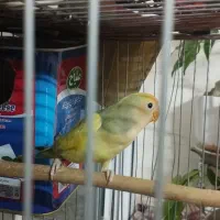 یک جفت کوتوله