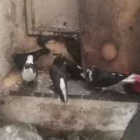 5عدد کفتر رنگی