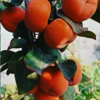 نهال خرمالوژاپنی