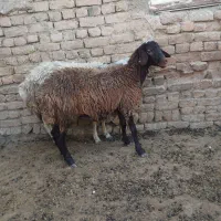 بره ماده
