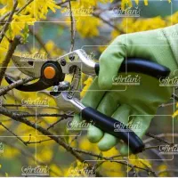 هرس درخت های میوه