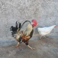 خروس برای فروش ومعاوضه