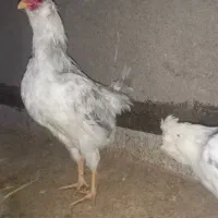 خروس گلین ریشو چهل تاچ طوسی|حیوانات مزرعه|حمیدیا, |دیوار