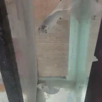 ماهی کوی|ماهی|تبریز, |دیوار