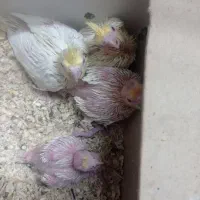 عروس هلندی مولد با چهار جوجه معاوضه با گیرینچیک|پرنده|خمینی‌شهر, |دیوار