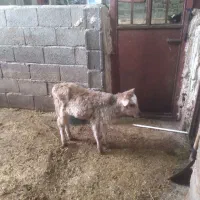 گوساله ماده شیرخوار