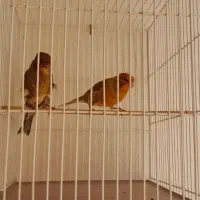 دارچینی و سوخته ای سوپر درشت|پرنده|شاهین‌شهر, فردوسی|دیوار