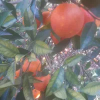 پرتقال خونی