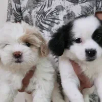 توله اشپیتز و شیتزو کراس|سگ|شیراز, شهرک گلستان|دیوار