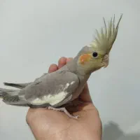 چند عدد عروس هلندی تقریبا ۲ماه